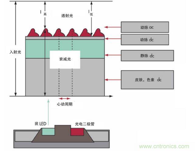 可以用發光二極管 （LED） 來照亮皮膚，然后測量反射到一個光電二極管的光量來監測每個心動周期