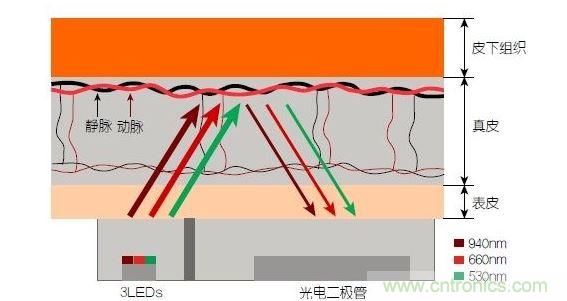 反射光脈搏測量原理。傳感器發出的光透過皮膚和組織，一部分被吸收，一部分被反射回檢測器。因為動脈中的血流量隨心臟的每次跳動會有所變化，因此光線被吸收的量以及檢測器收到的信號強度也會隨之發生改變。綠光可以在手腕處提供最佳結果，而紅光和紅外光一般用于手指測量。 8